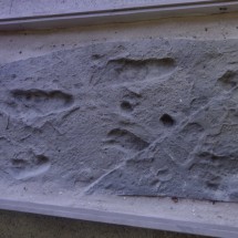 Oldest kown footprints of human forefathers in the National Museum of Tanzania